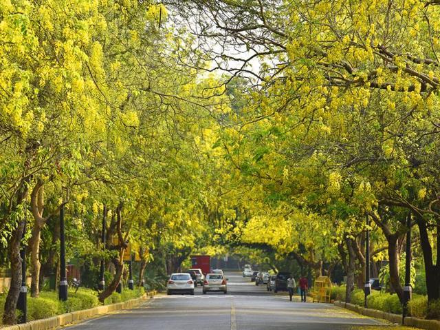Golden Shower Tree